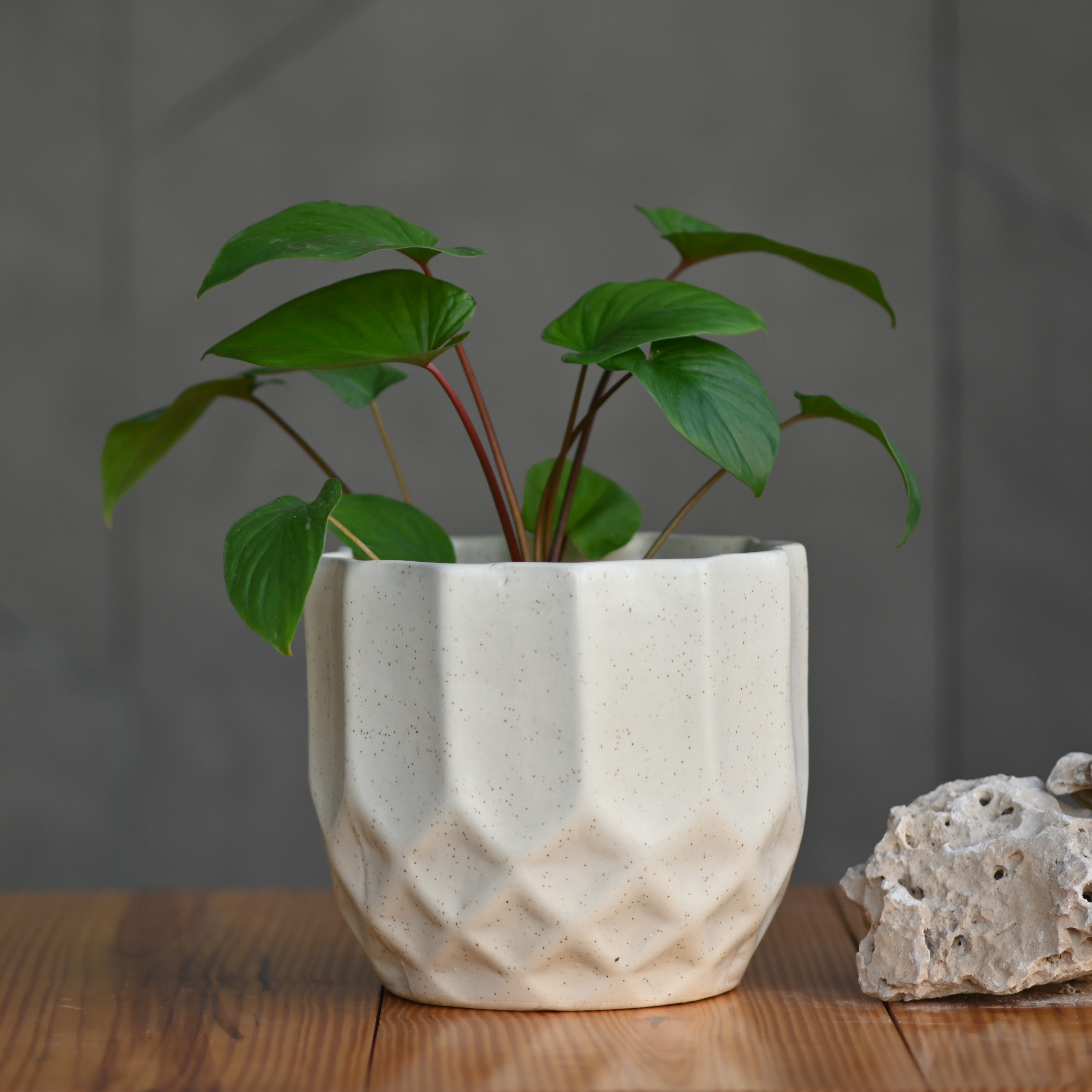 Ceramic Octa Pot/Planter For Plants