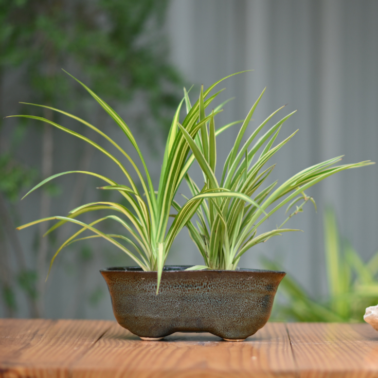 Ceramic Bonsai Oval Pot For indoor/Outdoor