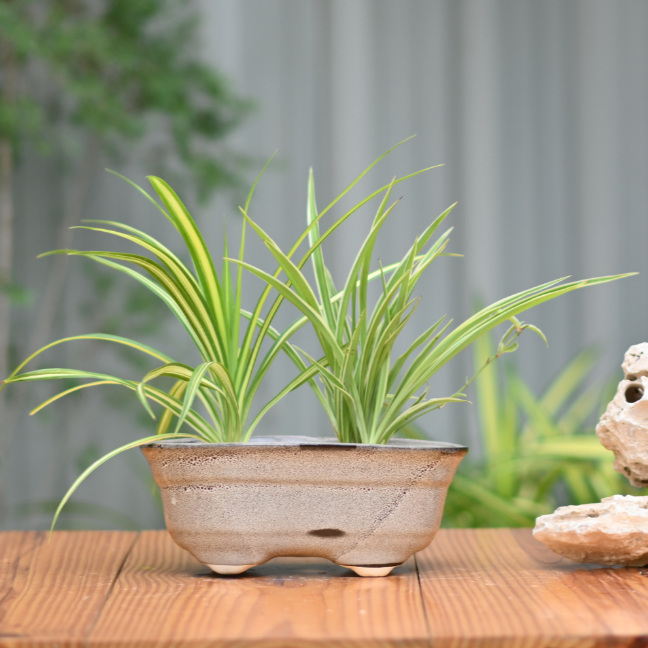 Ceramic Bonsai Oval Pot For indoor/Outdoor