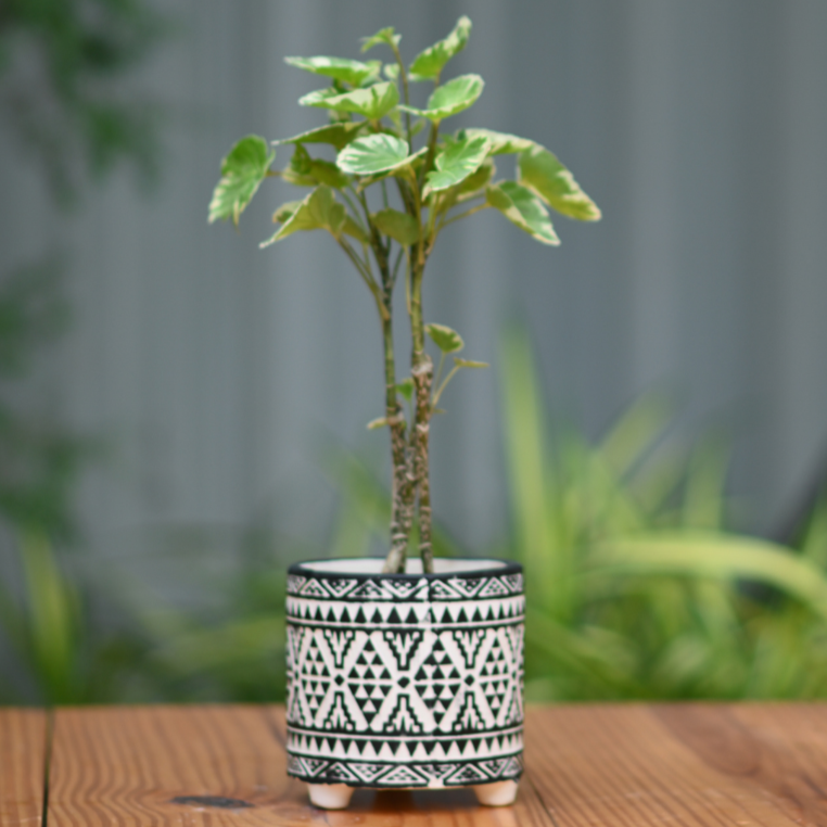 Ceramic Mandala Pot With Legs (Black)