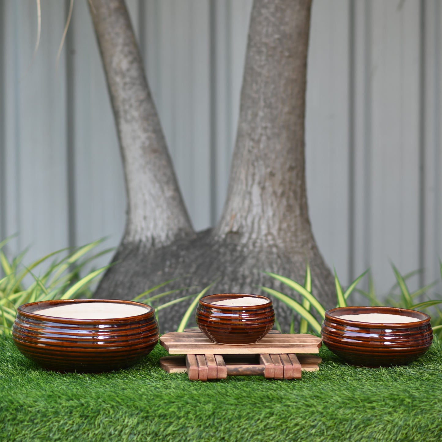 Ceramic Venus Bonsai Pot/Planter, Brown
