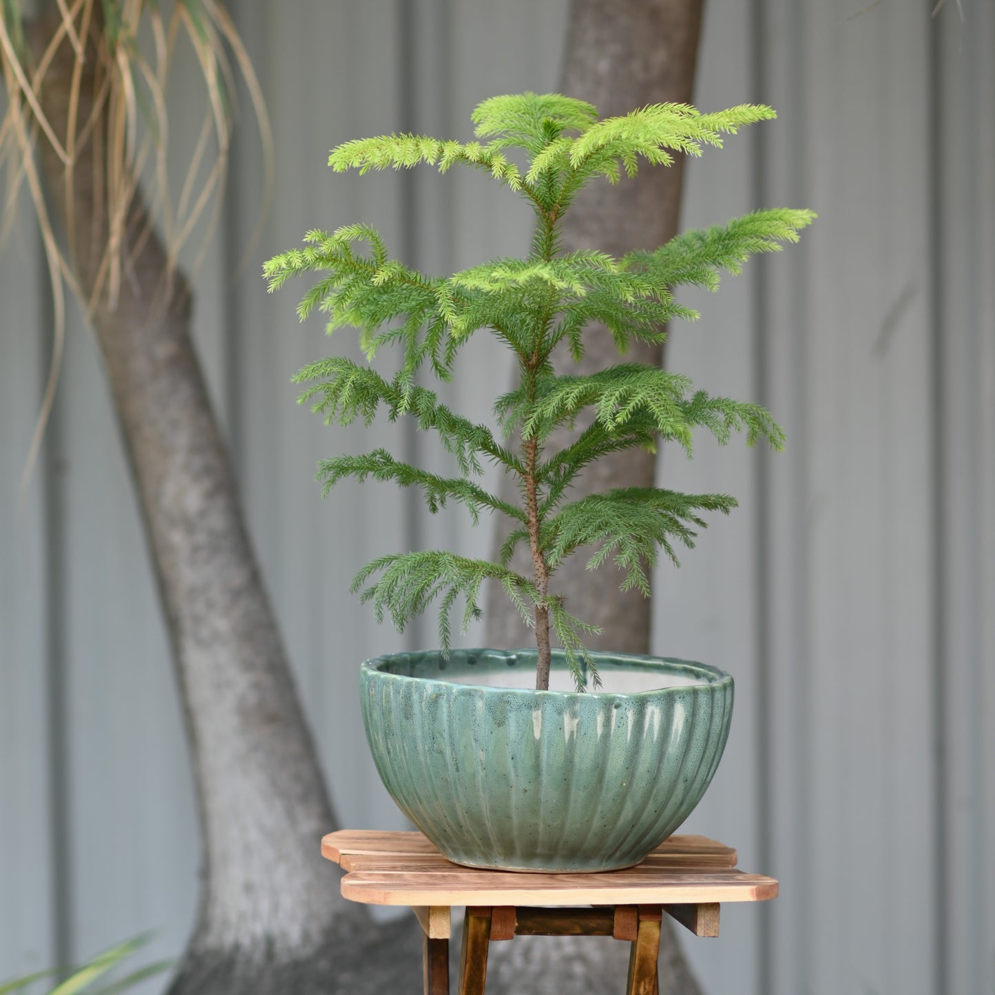 Ceramic Pond Style Pot/Planter