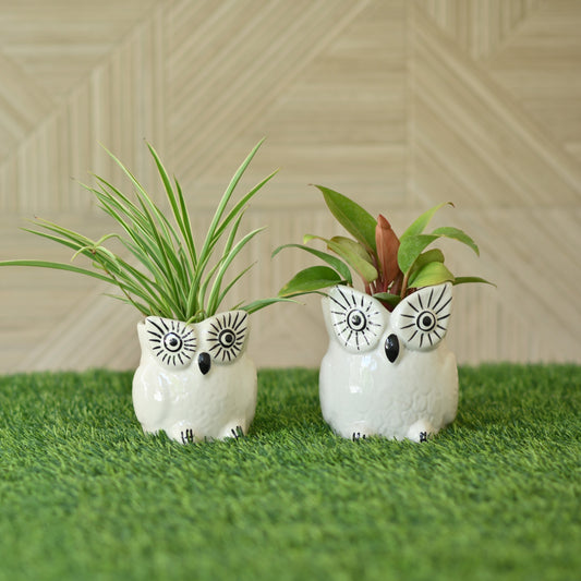 Ceramic owl Design Pot/ Planter