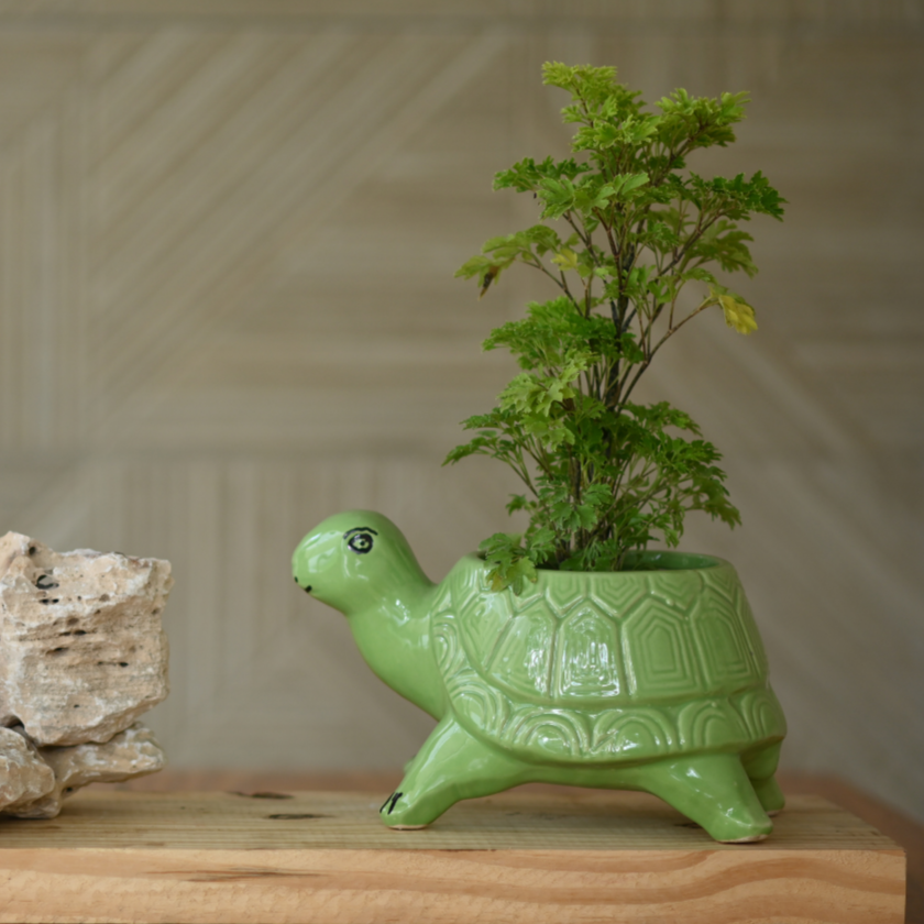 Ceramic Standing Tortoise Pot