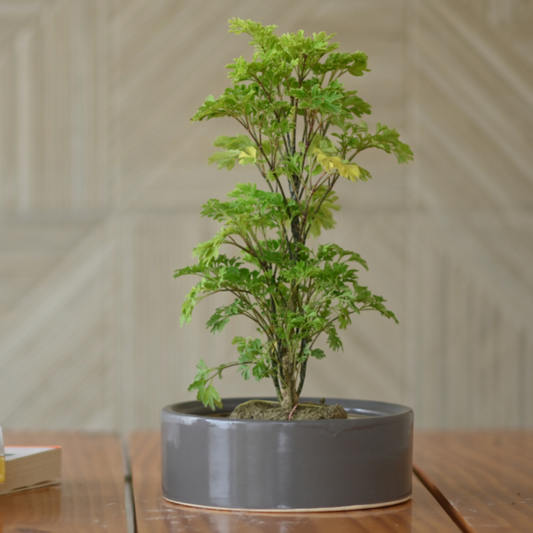 Ceramic Round Bonsai Bowl Pot For Plants