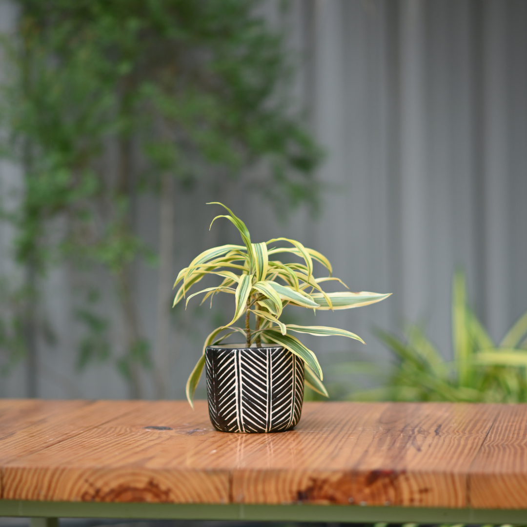 Ceramic Zigzag Black Pot with Stand