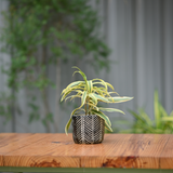 Ceramic Zigzag Black Pot with Stand