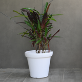 Plastic Crown Pot  10"/ Planter For Plants