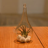 Plantlane Tear Drop Shape Glass Hanging Planter, Indoor Gardening Terrarium for Artificial Plants Rust Resistant