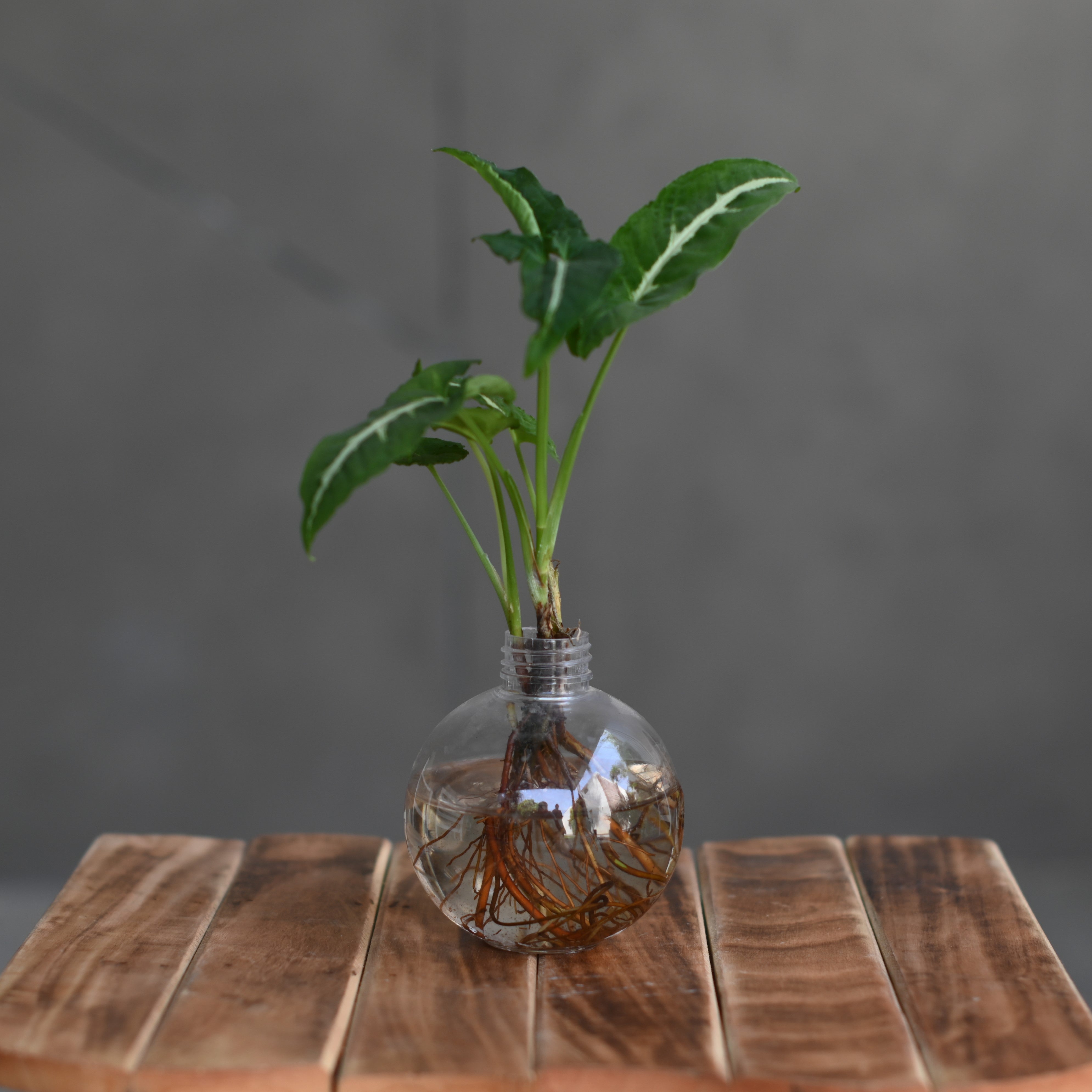 Ball Shaped Round Plastic Vase | for Money Plant- Set of 2