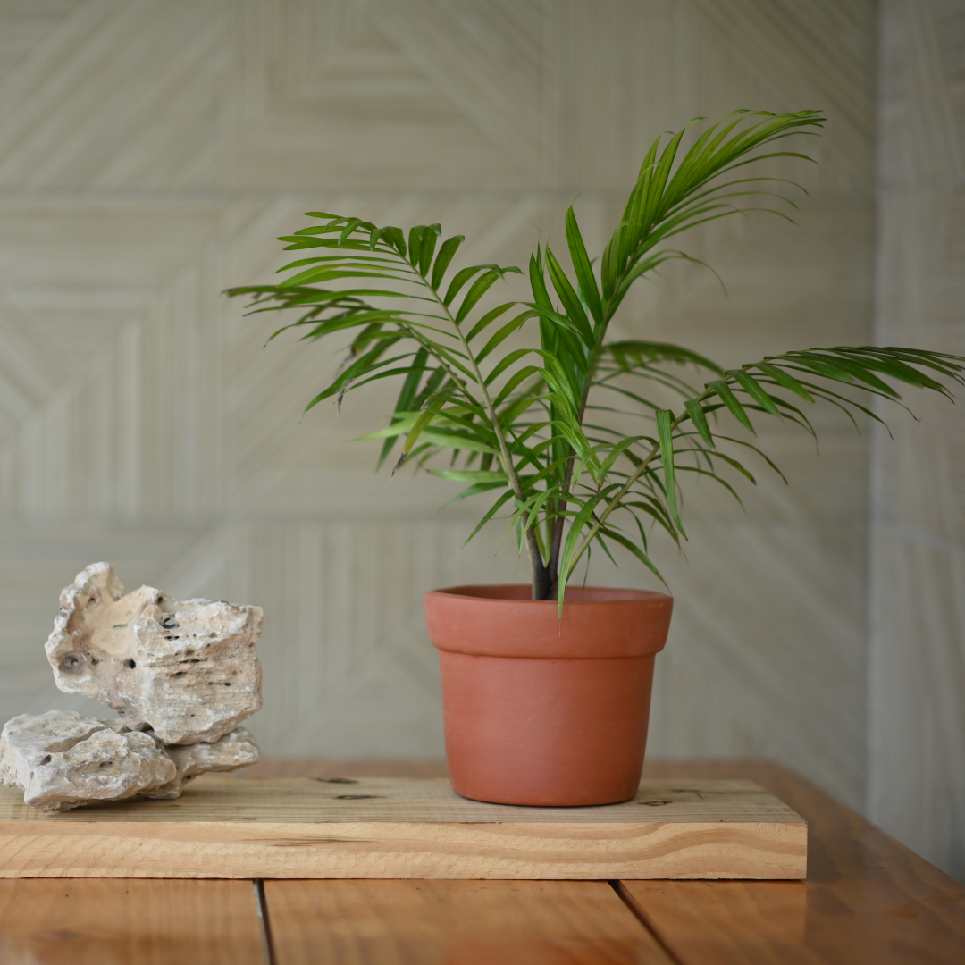 Terracotta Gamla/Vase Pot for Plants