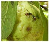 Pheromone Chemicals Catch-a-Fly Replacement Lures of Frulure and Cucurlure for Cucurbit Crops