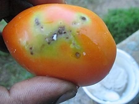 Pheromone Chemicals- Tuta Detector Pheromone Lure (Without Trap) for Tuta Absoluta (Tomato Leaf Miner)
