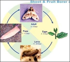 Pheromone Chemicals Leuci Detector Lures for Leucinodes Orbonalis Brinjal Fruit and Shoot Borer Without Trap