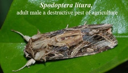 Pheromone Chemicals Spodo Detector Lures for Spodoptera litura Without Trap