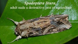 Pheromone Chemicals Spodo Detector Lures for Spodoptera litura Without Trap