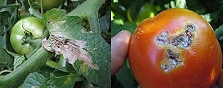 Phero Sensor Tuta Detector Pheromone Trap and Lure Set for Tuta absoluta (Tomato Leaf Miner)