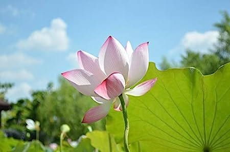 Flare Seeds Beautiful White Lotus Imported Flower Seeds