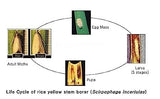 Pheromone Chemicals YSB Detector Pheromones Lures for Scirpophaga incertulas (Rice Yellow Stem Borer)