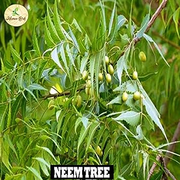 Neem, Vepa Ginjalu, Azadirachta indica Seed Balls- Pack of 40