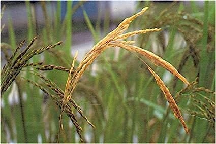 Pheromone Chemicals YSB Detector Pheromones Lures for Scirpophaga incertulas (Rice Yellow Stem Borer)