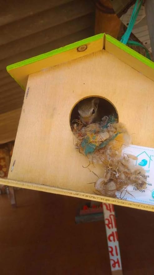 Jumbo Bird House Nest Box for Sparrow, Budgies- Set of 4