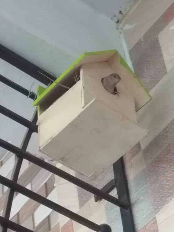 BVN-3 Bird House Nest Box