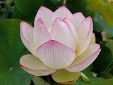 Flare Seeds Beautiful White Lotus Imported Flower Seeds