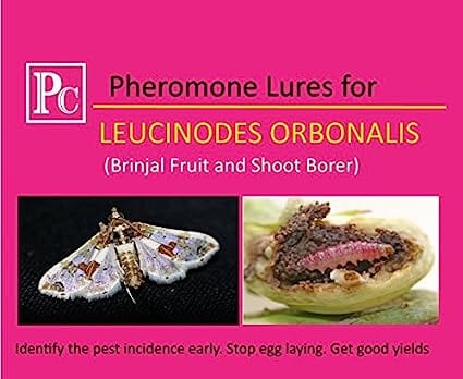 Pheromone Chemicals Leuci Detector Lures for Leucinodes Orbonalis Brinjal Fruit and Shoot Borer Without Trap