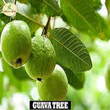 Birds, Guava & Koiya Seed Balls- Pack of 30