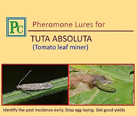 Pheromone Chemicals Combo Pack for Tomato Replacement Lures Helicoverpa Armigera, Spodoptera Litura and Tuta Absoluta Without Trap
