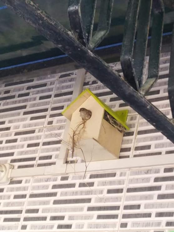 BVN-3 Bird House Nest Box