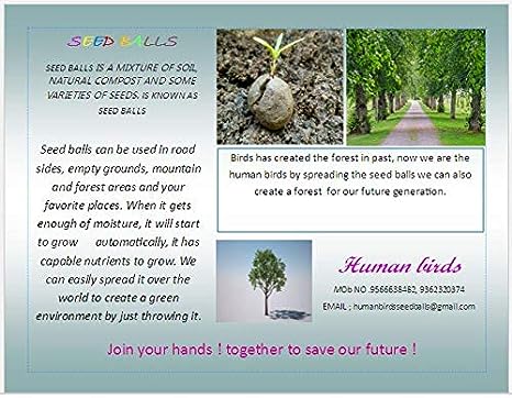 Ficus, Peepal, Arasamaram, Bodhi Satva Tree Seed Balls- Pack of 20