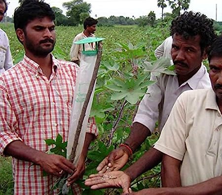 Pheromone Chemicals Traps and Lure for Leucinodes Orbonalis (Brinjal Fruit and Shoot Borer)