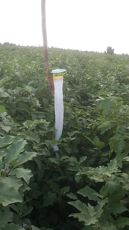 Pheromone Chemicals Traps and Lure for Leucinodes Orbonalis (Brinjal Fruit and Shoot Borer)