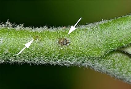 Pheromone Chemicals Leuci Detector Lures for Leucinodes Orbonalis Brinjal Fruit and Shoot Borer Without Trap