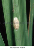 Pheromone Chemicals YSB Detector Pheromones Lures for Scirpophaga incertulas (Rice Yellow Stem Borer)