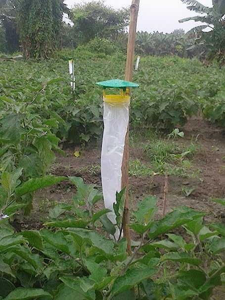 Pheromone Chemicals Traps and Lure for Leucinodes Orbonalis (Brinjal Fruit and Shoot Borer)