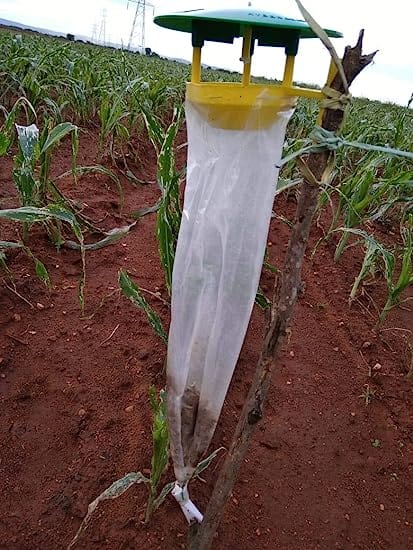 Pheromone Chemicals Replacement Lures for Spodoptera Frugiperda Fall Armyworm Without Traps