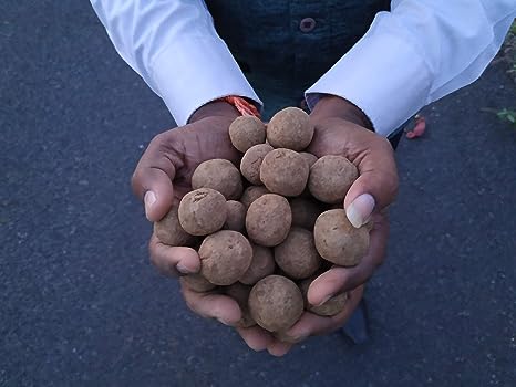 Ficus, Peepal, Arasamaram, Bodhi Satva Tree Seed Balls- Pack of 30