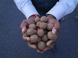 Ficus, Peepal, Arasamaram, Bodhi Satva Tree Seed Balls- Pack of 30