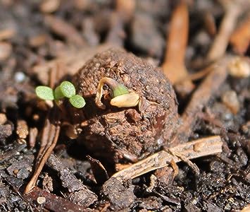 DIY Seed Balls Marker Kit