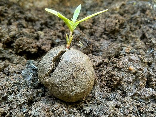 Ficus, Peepal, Arasamaram, Bodhi Satva Tree Seed Balls- Pack of 300
