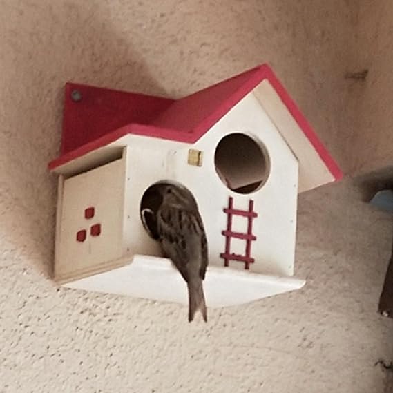 Wooden Bird House for Balcony and Garden Hanging for Love birds