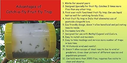 Catch Fruit Fly Trap with Frulure for Fruit Crops and Vegetables