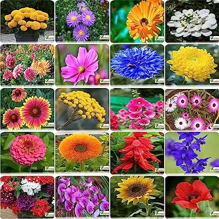 Flare Seeds India's Most Popular Garden Flower Seeds- Pack of 20