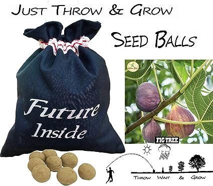 Fig, Ficus Carica, Atthimaram, Cluster Seed Balls