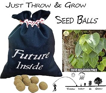 Ficus, Peepal, Arasamaram, Bodhi Seed Balls- Pack of 500