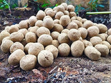 Fig, Ficus Carica, Attahimaram, Cluster Seed Balls- Pack of 300
