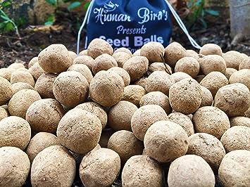 Neem, Vepa Ginjalu, Azadirachta Indica Seed Balls- Pack of 30